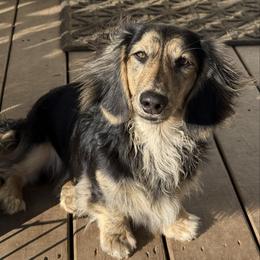 Eddy - Dachshund