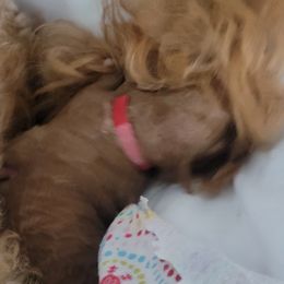 French Bulldog and Goldendoodle Puppies from Good Vibes Puppies