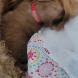 French Bulldog and Goldendoodle Puppies from Good Vibes Puppies