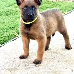 Green Collar - Fawn sable female Belgian Malinois puppy in Trenton, Georgia from Laeknir K9