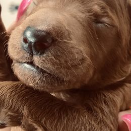 Poodle Puppies from Prissy Pants Poodles LLC