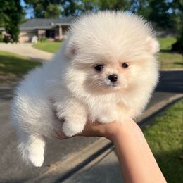 Fabian - Cream male Pomeranian puppy in Hot Springs, Arkansas from Pomeranian Empire
