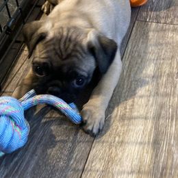Pugs from South Shore Pugs