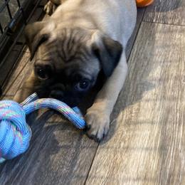 Pugs from South Shore Pugs