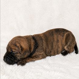 Great Dane puppies from North Cedar Danes