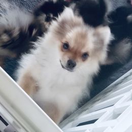 Theodore - Orange sable male Pomeranian puppy in Gilmer, Texas from Fairchild Fancy Pomeranians and Coachella Pomeranians