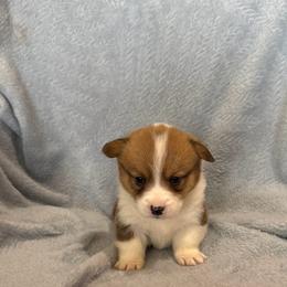 Pembroke Welsh Corgi puppies from Patrick's Puppies