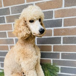 Lady  - Poodle