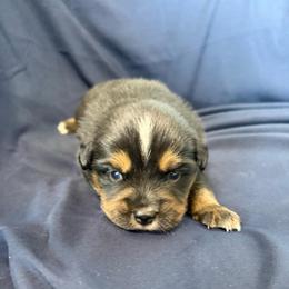Truffle Brownie - Black tri female Miniature Australian Shepherd puppy in Medical Lake, Washington from MAS Gone Rogue