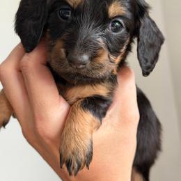 Ruby - Black and tan female Dachshund puppy in Nashport, Ohio from Kw's Doxies