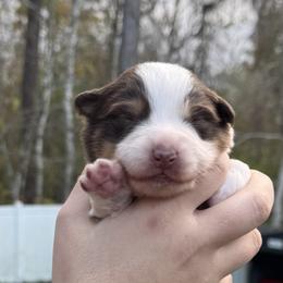 Demeter - Red tri-color female Australian Shepherd puppy in Jacksonville, Florida from Solace Australian Shepherds