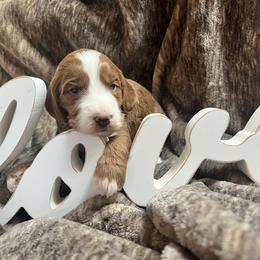 Brianna - Red  female Goldendoodle puppy in Placerville, California from New Dawn Poodles and Doodles