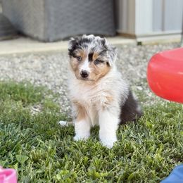 Open Pit - Blue merle male Australian Shepherd puppy in Ashland, Ohio from SS Australian Shepherds