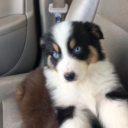 Australian Shepherd and Treeing Walker Coonhound Puppies from Bluegrass BET Aussie’s