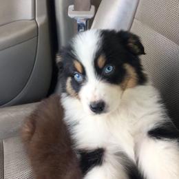 Australian Shepherd and Treeing Walker Coonhound Puppies from Bluegrass BET Aussie’s