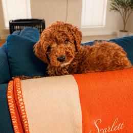 Scarlett - Red  female Goldendoodle puppy in Covington, Louisiana from MyKy Puppies