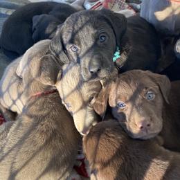 Dilute Retriever Puppies from Weathervane Labs