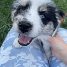 Australian Shepherd, Miniature American Shepherd, and Miniature Australian Shepherd Puppies from Painted Blue Aussies