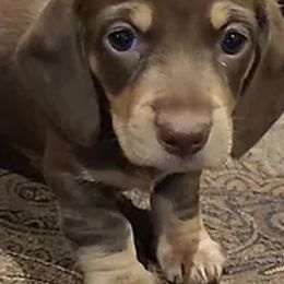 Dachshunds from Dixie Doxies