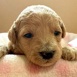 Sugar May - Apricot female Goldendoodle puppy in Roy, Utah from Doodles are Amazing
