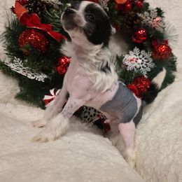 Max - Black and white male Chinese Crested puppy in Utah from Mlee puppies