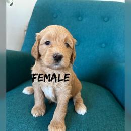 Girl 2 - Apricot female Goldendoodle puppy in Glendale, Arizona from Follow Your Bliss Doodles