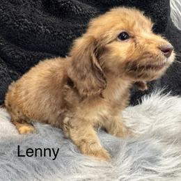 Lenny - Chocolate male Dachshund puppy in Cabool, Missouri from Dachshund's of Country Magic Farms in Missouri