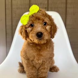 Spritz - Apricot female Goldendoodle puppy in Mount Pleasant, Tennessee from Doodle My Heart