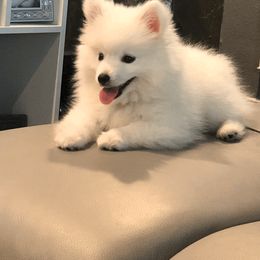 American Eskimo Dog Puppies from Soleil American Eskimos
