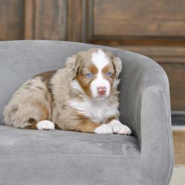 MICAH - Red merle male Miniature American Shepherd puppy in Bixby, Oklahoma from Roeboat Aussies