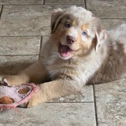 Beckham FIFA - Red merle male Australian Shepherd puppy in Solon, Maine from Mountain Range Australian Shepherds