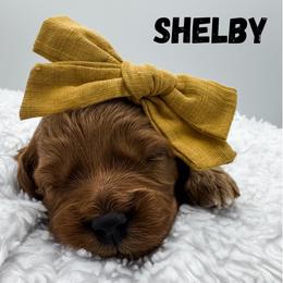 Shelby - Red  female Goldendoodle puppy in Eagle Mountian, Utah from The Puppy Family