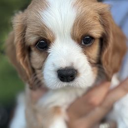 Cavalier King Charles Spaniels from Montpelier Cavaliers