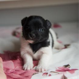 Spice - Black parti female Pomeranian puppy in Saint Ignatius, Montana from Pomeranians Montana