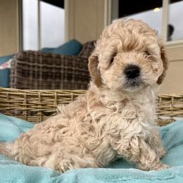 Cinnamon Spice Girl (BLUE Girl) - Cream female Goldendoodle puppy in Highland, Utah from Angel Pups Deluxe
