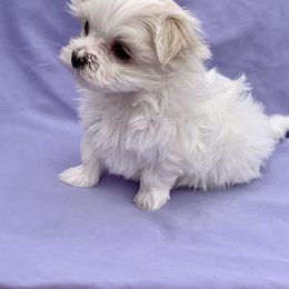Maltese Puppies from Hummingbird Fields