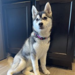Siberian Husky All Grown Up from Curatolo Kennels