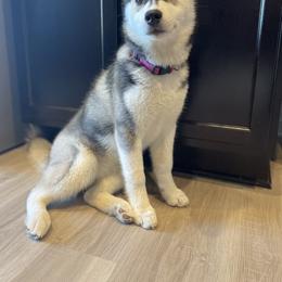 Siberian Husky All Grown Up from Curatolo Kennels