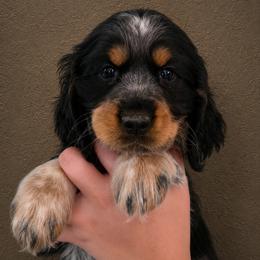 Bamboozled aka Bammy - Tri-Roan female English Springer Spaniel puppy in Fort White, Florida from Thunderbird Springers