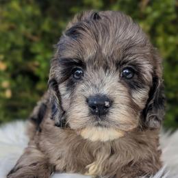 Kentucky - Merle male Cockapoo puppy in Salt Lake City, Utah from Utah Cocker Spaniels