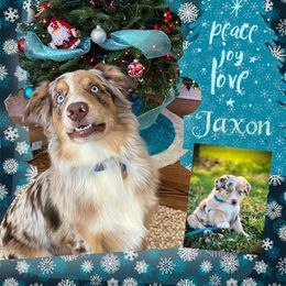 Australian Shepherd All Grown Up from Aussies of Sunset Ridge