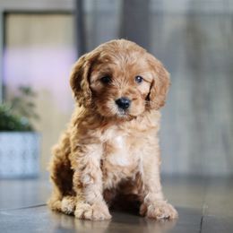 Cavalier King Charles Spaniels, Cavapoos, and Poodles from Golden Hour Cavapoos