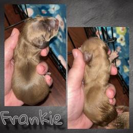 Frankie - Chocolate male Dachshund puppy in Brazil, Indiana from King Duke Dachshunds