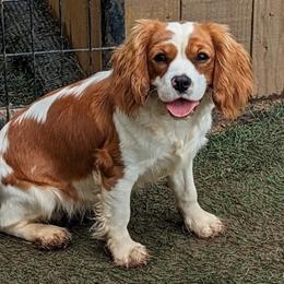 Gypsy - Cavalier King Charles Spaniel
