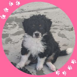 Hilton - Black tri-color female Aussiedoodle puppy in Lincoln, Nebraska from Fur Hollow Puppies