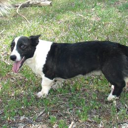 Cardigan Welsh Corgis and Shih Tzus from Funshine Kennels