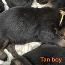 Rottweiler Puppies from Von Der Hügelspitze