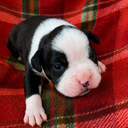 Girl 6 - Brindle female Boxer puppy in Temple, Georgia from B&B Boxers