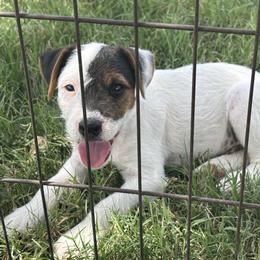 Boy 1 - Tri-color male Jack Russell Terrier puppy in Robstown, Texas from Smokin Pistol Jack Russell Terriers