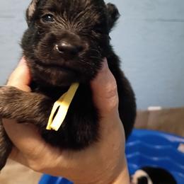 Boy 2 - Tri-colored male Pomeranian puppy in Parthenon, Arkansas from Michelle's Poms